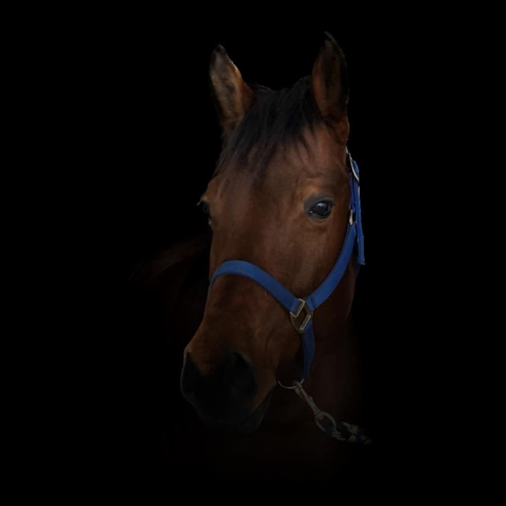 Julia Schütze, Pferde, Pferdepodcast, Podcasterin, Podcast